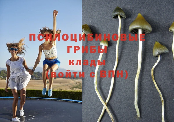 шишки Пересвет